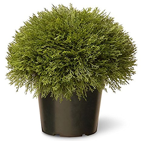 National Tree 15 Inch Juniper Bush in Green Pot (LCB4-700-15-1)