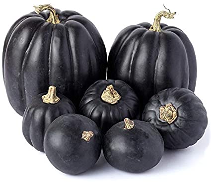 Factory Direct Craft Group of 7 Artificial Black Designer Pumpkins for Fall, Autumn and Halloween Decorating