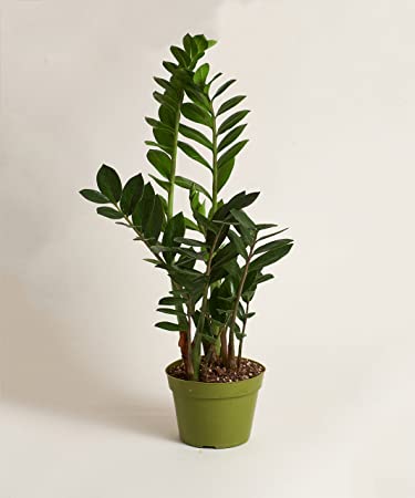 Shop Succulents Zamioculcas Zamiofolia 'ZZ, Easy Care, Live Indoor House Plant in 6" Grow Pot