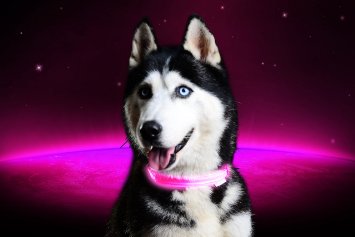 [Pet Industries] Premium LED Dog Collar- USB Rechargeable