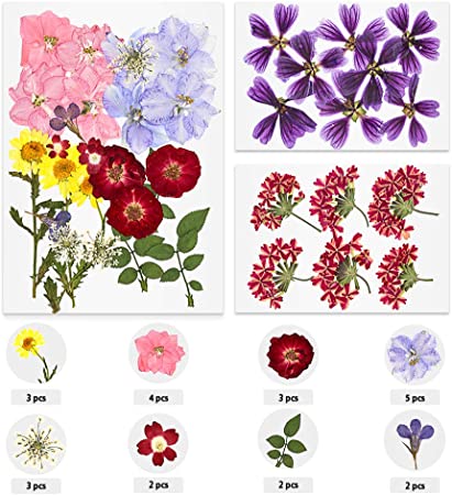 TAEERY 38 PCS Real Dried Pressed Flowers Mixed Multiple for DIY Crafts - Colorful Pressed Flowers Daisies for DIY Candle Resin Jewelry Nail Pendant Crafts Making Art Floral Decors