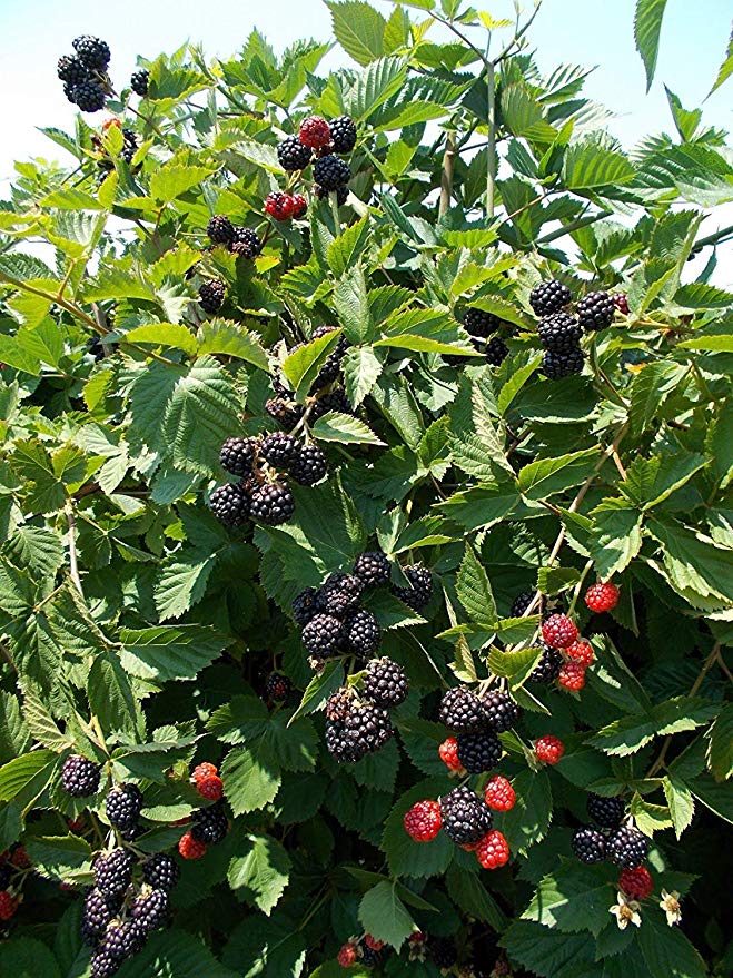 Pixies Gardens Triple Crown BlackBerry Live Fruit Plant - yields Lots of Large Berries That Offer a Tasty Blend of Sweetness and Tartness. Very Hardy Variety That is thornless and Easy to Pick.