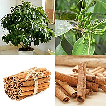 20pcs Cinnamon Seeds Indoor Plants Evergreen Tree Seeds herb Traditional Home