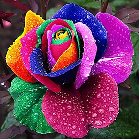 Generic 150 pcs Seeds Rare Holland Rainbow Rose Flower Rare Flower Seeds