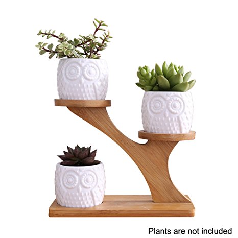 3 Pack Owl Ceramic Succulent Plant Pots with Bamboo Tray