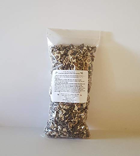 50 oz (APX 5000) Moringa Malunggay Drumstick Seeds - Paisley Farm and Crafts