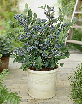 Blueberry Collection with 3-Varieties in 9cm Pot