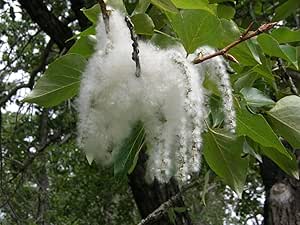 2 Cottonwood Tree Cuttings - Grow 2 Trees - Fast Growing Trees for Shade and Privacy.