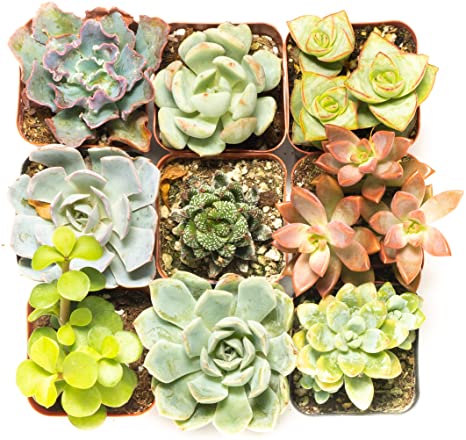 Succulent Assorted Pack- Perfect for Weddings, Party Favors, Home Gardens, and Social Events by Jiimz (9 Pack)