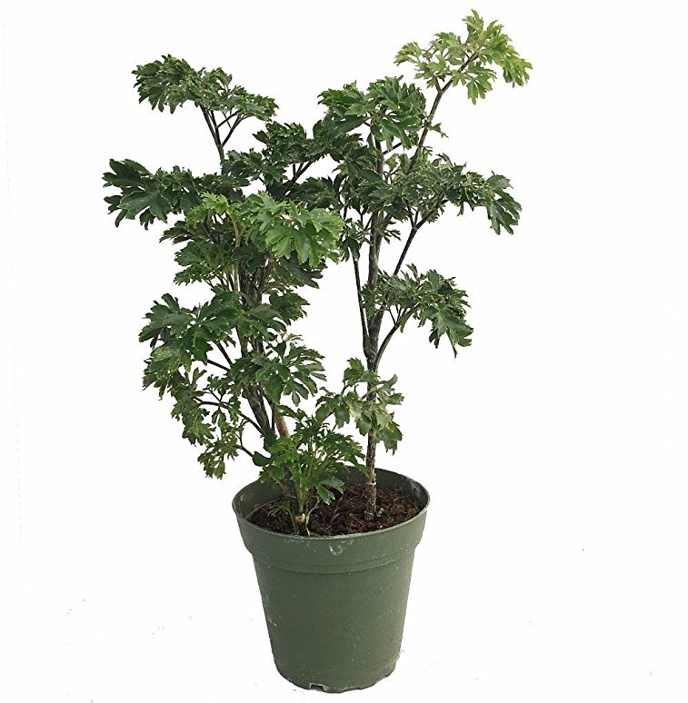 Japanese Ming Aralia Tree Plant - Polyscias - Indoor - 4" Pot