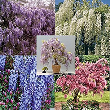 RARE Very hard to find them all: 5 different colors of Wisteria, package of 25 seeds, 5 each color