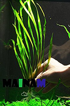 Jungle Vallisneria Spiralis Rooted Easy Background Live Aquarium Plants Decorations 3 DAYS LIVE GUARANTEED By Mainam