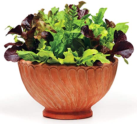 1000  Lettuce Mix Seeds Please Read! This is A Mix!!! ORGANICALLY Grown 20 Varieties Seeds Heirloom Non-GMO. Seeds are not Individually Packaged!