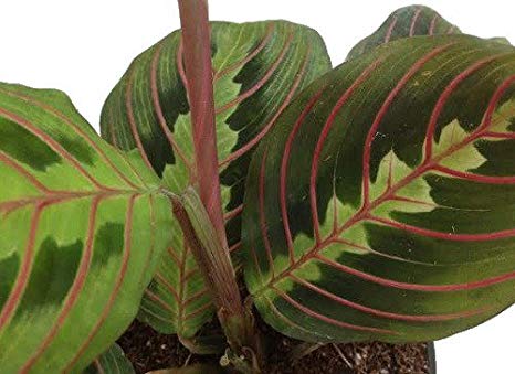 Shop Succulents Red Prayer Maranta Easy to Grow House Plant -4" Pot- Live