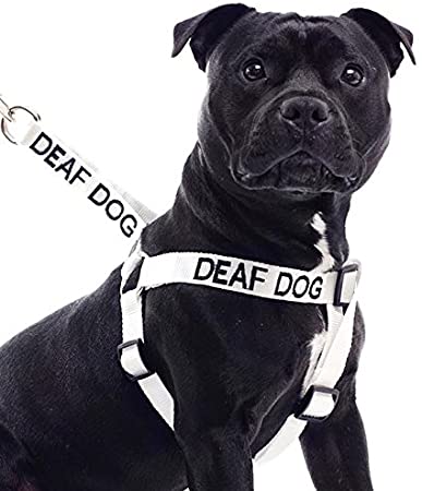 Deaf Dog White Color Coded L-XL Non pull Dog Harness Prevents Accidents By Warning Others of Your Dog in Advance
