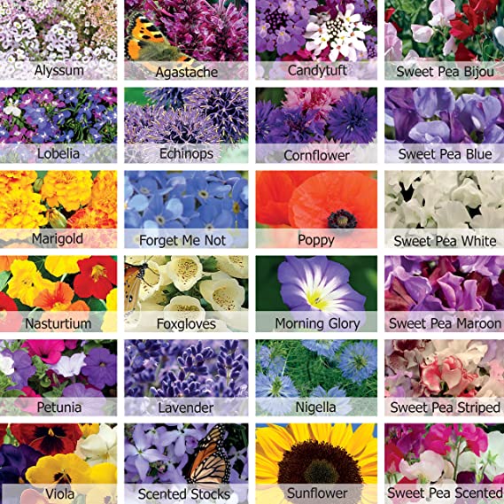 Bumper Flower Seeds Pack 22 Varieties with Over 3100 Seeds Butterfly & Bee Attracting, Hanging Baskets, Flower Beds & Pots