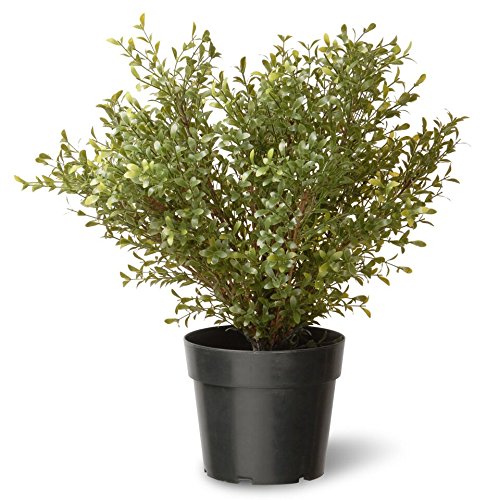 National Tree 24 Inch Argentea Plant in Round Green Plastic Pot (LAR4-700-24-1)