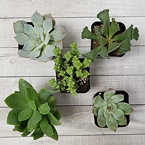 SucCuteLents 5 Pack - Real Live Unique Succulent Plants Fully Rooted in Soil with Planter Pots - Premium Potted House Plant Succulents Cactus Decor (Special)