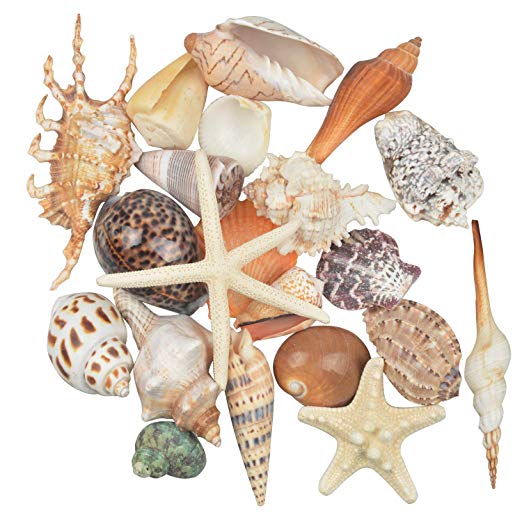 Jangostor 21 PCS Medium Sea Shells Mixed Ocean Beach Seashells,Various Sizes Natural Colorful Seashells Starfish Perfect for Beach Theme Party Home Decorations,DIY Crafts, Fish Tank