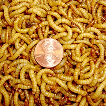 3000ct Live Mealworms Live Pet Food & Best Bait