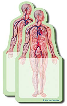 Anatomy Sticky Notes (Anatomy Body)