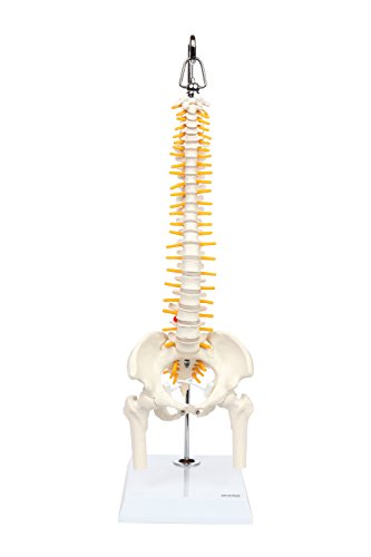 Axis Scientific Miniature Spine Anatomy Model | Mini Vertebral Column Model is 15.5 Inches Tall | Details Vertebrae, Spinal Nerves, Lumbar & Pelvis | Includes Stand & Product Manual | 3 Year Warranty