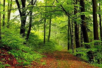 Gifts Delight Laminated 36x24 Poster: Nature, Spring, Forest, Park, Trees, Road, Path, Walk, Nature, Trees s Nature