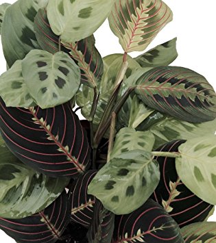 Hirt's 1 Red & 1 Green Prayer Plant - Maranta - Easy to grow - 4" Pot