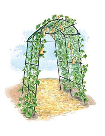 Extra Tall Titan Squash Tunnel, Lightweight Metal Garden Trellis for Vegetables and Flowers