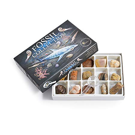 Fossil Collection Kit - Contains 15 Genuine Fossils! Pack of 1