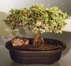 Bonsai Boy's Baby Jade Bonsai Tree - Variegated portulacaria afra variegata