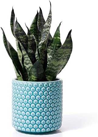 Planters Pots for Plants Indoor - POTEY 054305 6 Inch Ceramic Vintage Style Polka Dot Patterned Planters Bonsai Container with Drainage Hole for Plants Succulent Cactus(Plants NOT Included)