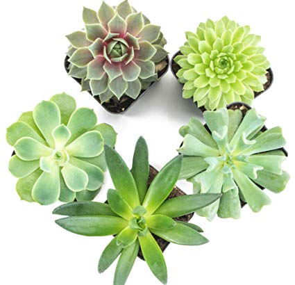 Succulent Plants (5 Pack) Fully Rooted in Succulent Planter Pots with Succulent Soil | Real Live Potted Succulents | Indoor Plants | Unique Live Plants | Cactus Decor | Succulent Pots by Aquatic Arts