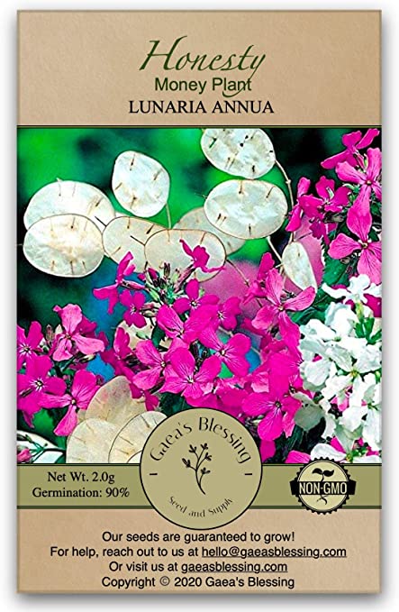 Gaea's Blessing Seeds - Honesty Seeds - Non-GMO Seeds with Easy to Follow Planting Instructions, Annual Honesty, Moonwort, Money Plant, Silver Dollar Plant, Lunaria Annua, 90% Germination Rate