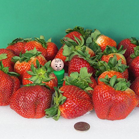 *RARE* GIANT STRAWBERRY *25 seeds*FRAGARIA ANANASSA L.*SWEETEST*E-Z GROW*#1105-A