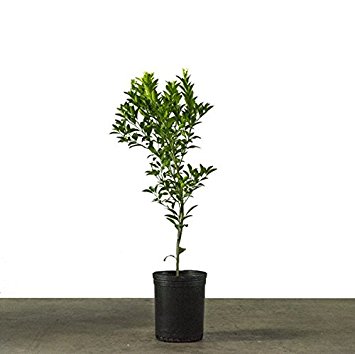 2-3 Foot Kaffir Lime Tree in Grower's Pot