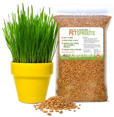 Wheatgrass Seeds - Cat Grass Seeds, Hard Red Wheat, Two Pounds | Non-GMO, Chemical-Free | USA Grown | 2 lbs