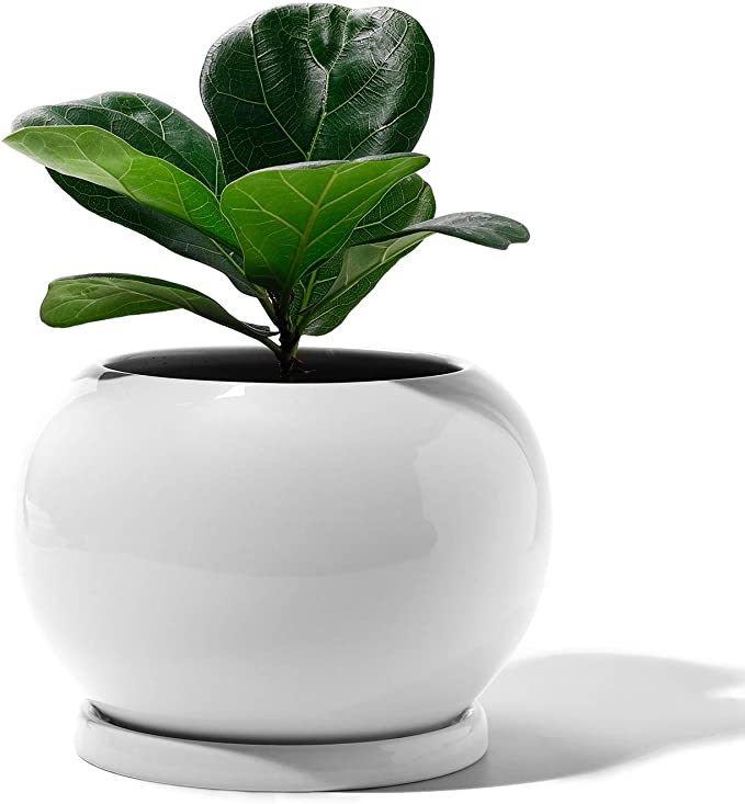 POTEY Planter Ceramic Plant Flower Pot - 5" Large Indoor Glazed Container Bonsai with Drainage Hole Saucer - Large Space - Golbe, Pure White