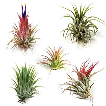 Wholesale Air Plants - One Dozen Tillandsia Ionantha - 12 Air Plants at a Great Price! Free Shipping for Air Plant Shop orders over $45 - Beautiful when they bloom!