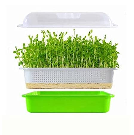 CSM Sprout with Perforated Top Microgreen Tray (White and Solid Green Color Bottom, 32x25x7cm)