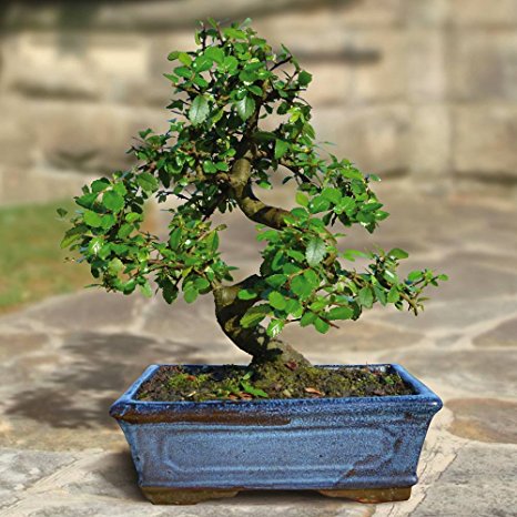 Bonsai Elm parvifolia S Style 9 yr - 1 tree