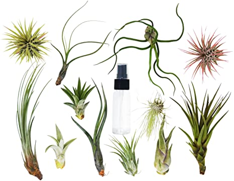 9 Air Plant Assortment w/Spray Bottle / 6 Different Plant Varieties/Up to 7" Large/Wholesale