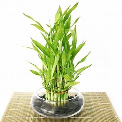 Jmbamboo- Lucky Bamboo - Tiered - Arrangement Arrives with Rocks Vase