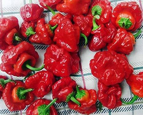 30  ORGANICALLY GROWN Scotch Bonnet Jamaican Red Hot Pepper Seeds Heirloom NON-GMO Spicy, From USA