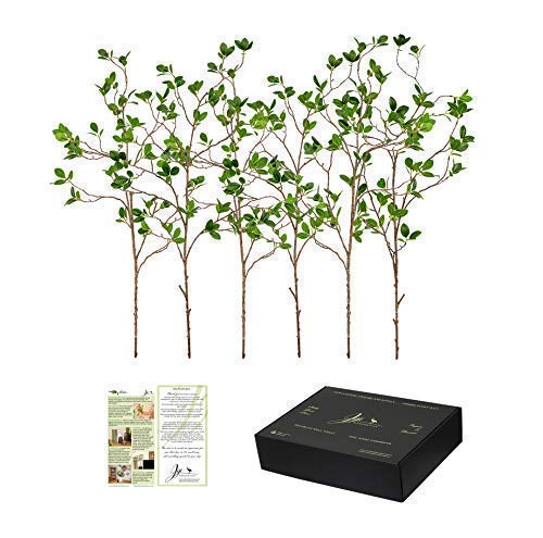 Jiji Mercantile Ficus Eucalyptus Artificial Branches Greenery (6 Pieces)