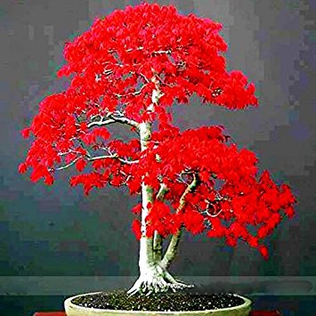 ADB Inc 100% True Japanese Red Maple Bonsai Tree Cheap Seeds