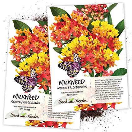Seed Needs, Bloodflower (Asclepias curassavica) Twin Pack of 100 Seeds Each