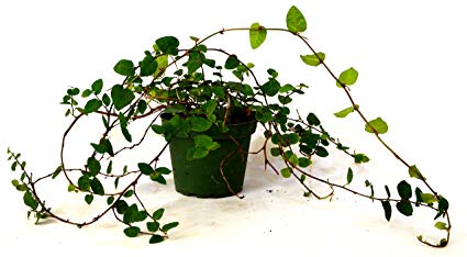 9GreenBox - Creeping Fig Plant - 3'' Pot