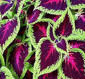 1,000 x Coleus blumei Rainbow Mix FLOWER SEEDS - BRIGHT LIVELY COLORS - spirit of victorian garden - By MySeeds.Co