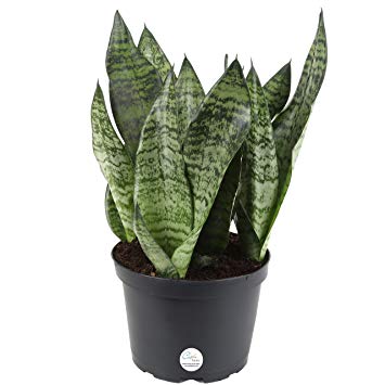 Costa Farms Snake Plant, Sansevieria, 12-Inches Tall, Easy-Care, Ships in Grow Pot, Fresh From Our Farm
